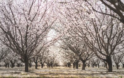 May Shipping Report: Almond Farmers Turn to Alternative Crops