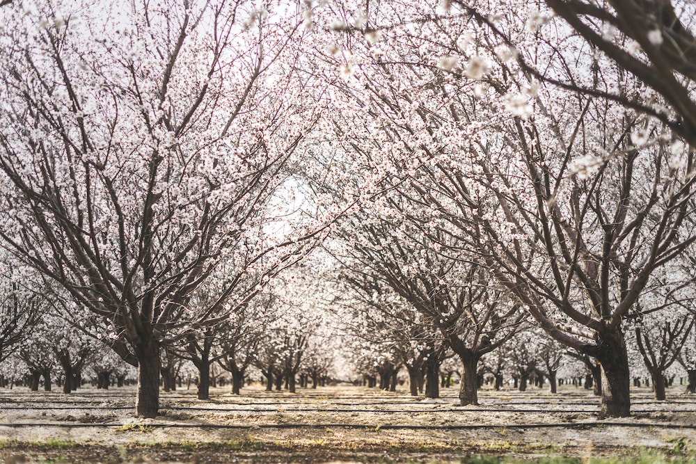 May Shipping Report: Almond Farmers Turn to Alternative Crops